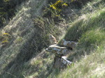 SX05097 Kestrel (Falco tinnunculus) perched on rock.jpg